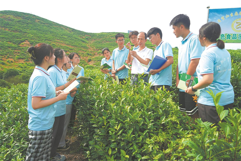 合肥工业大学“茶韵”支教团在枞阳县官埠桥镇官山村茶园开展调研。（资料图片）通讯员 王章志 摄.jpg