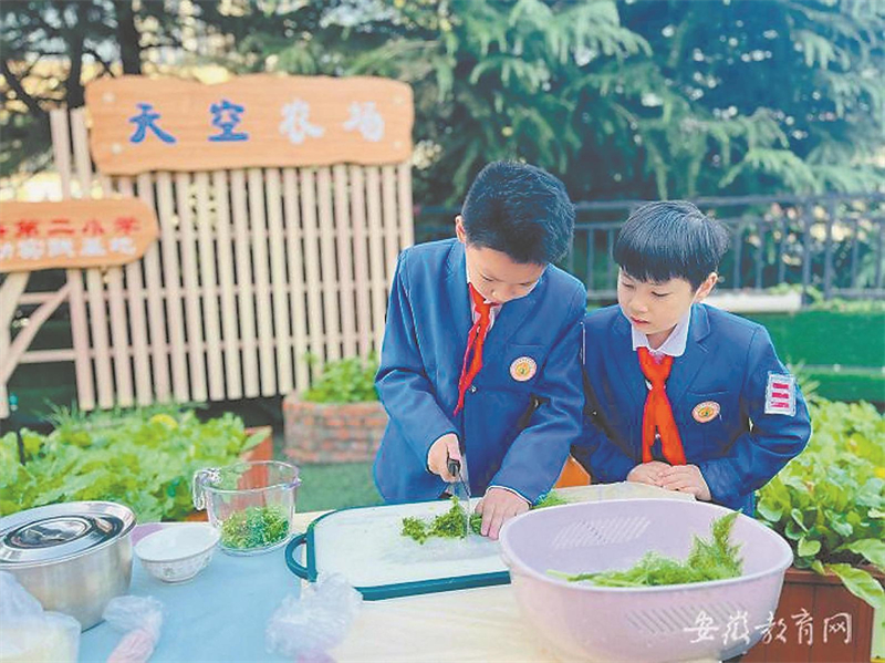 合肥市蚌埠路第二小学开展了“‘立冬’吃茴香 劳动润心灵”劳动实践活动。（资料图片）.jpg